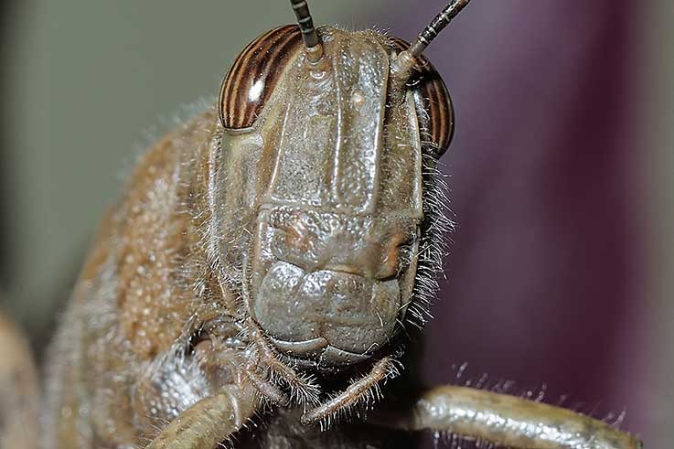 gallerie macro